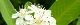 110530-pirakan-s.jpg(1512 byte)