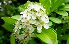 110530-pirakan3.jpg(5882 byte)