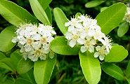 110530-pirakanzasu.jpg(9068 byte)
