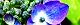 110601-ajisai-s.jpg(1874 byte)