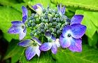 110601-ajisai.jpg(6058 byte)