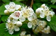 110601-benisitan.jpg(8458 byte)