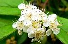 110601-benisitan2.jpg(5314 byte)