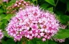 110601-simotuke.jpg(6301 byte)