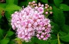 110601-simotuke3.jpg(5639 byte)