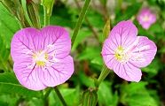 110601-yugesyo.jpg(8115 byte)