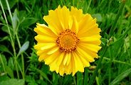 110602-kinkei.jpg(8700 byte)