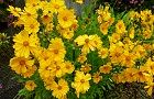 110602-kinkei4.jpg(7455 byte)