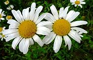 110603-nogiku.jpg(10377 byte)