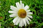 110603-nogiku3.jpg(6432 byte)