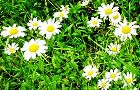 110603-nogiku4.jpg(8916 byte)