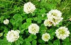 110603-sirotume.jpg(7405 byte)