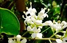 110604-nezumi3.jpg(6295 byte)