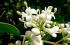 110604-nezumi4.jpg(5756 byte)