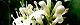 110604-nezumimoti-s.jpg(1706 byte)