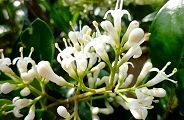110604-nezumimoti.jpg(9969 byte)