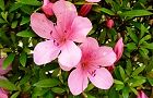 110604-satuki.jpg(6747 byte)