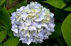 110607-ajisai2.jpg(5755 byte)