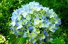 110607-ajisai3.jpg(6954 byte)