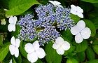 110607-gaku.jpg(6821 byte)