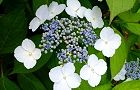 110607-gaku3.jpg(6071 byte)