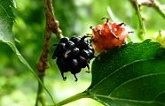 110607-kuwa.jpg(7457 byte)