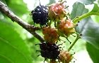 110607-kuwa2.jpg(5481 byte)