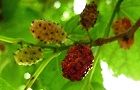 110607-kuwa3.jpg(4563 byte)