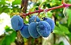 110608-hiiragi2.jpg(6110 byte)