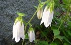 110608-hotaru.jpg(5891 byte)
