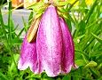 110608-hotaru2.jpg(5685 byte)
