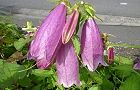 110608-hotaru3.jpg(5625 byte)