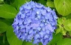 110609-ajisai.jpg(5529 byte)