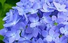 110609-ajisai2.jpg(5504 byte)