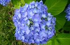 110609-ajisai3.jpg(5771 byte)
