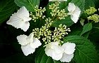 110610-gaku.jpg(6016 byte)