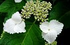 110610-gaku2.jpg(5285 byte)
