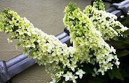 110610-kasiwaba.jpg(10574 byte)