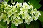 110610-kasiwaba4.jpg(6540 byte)
