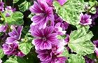 110504-zeni2.jpg(7973 byte)