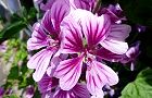 110522-zeni.jpg(6567 byte)