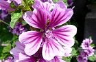 110522-zeni2.jpg(6363 byte)