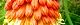 110609-toritoma-s.jpg(1696 byte)