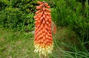 110609-toritoma.jpg(9386 byte)