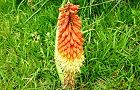 110609-toritoma2.jpg(7484 byte)