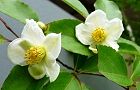 110615-himesyara2.jpg(5039 byte)