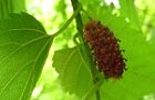 110615-makuwa.jpg(4020 byte)