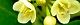 110615-mameinu-s.jpg(1650 byte)