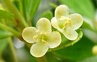 110615-mameinu.jpg(4103 byte)