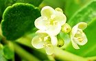 110615-mameinu3.jpg(4584 byte)